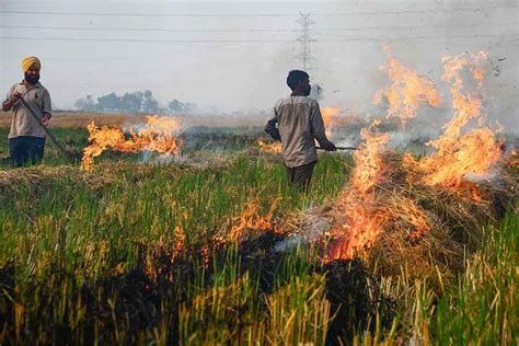 Haryana Stubble Burning Supreme Court Raps Haryana Govt Over Non