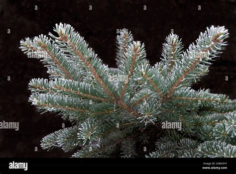 Picea Pungens Hi Res Stock Photography And Images Alamy