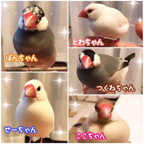 文鳥さん、今日は文鳥の日oo 文鳥のぼんじり＆せせり＆こころのファミリー日誌