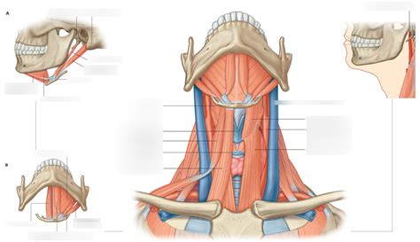 7 15 Anterior Triangle Of Neck Diagram Quizlet