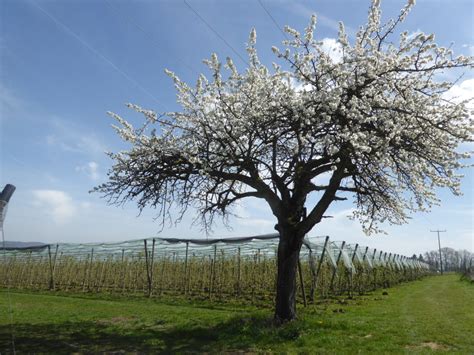 Bildung Obstbau Biodiversit T