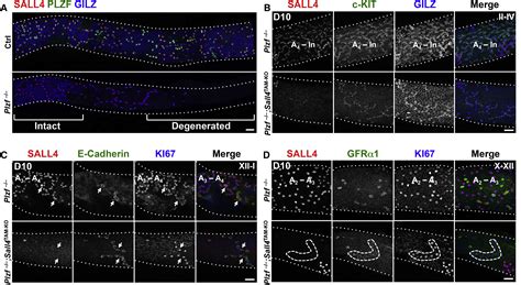 Germline Stem Cell Activity Is Sustained By SALL4 Dependent Silencing