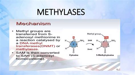 Methylases Ppt