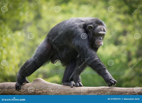 Chimpanzee XIV Stock Photo - Image: 51993191