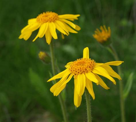 Arnica Flowers Of Cloudland Canyon State Park BioDiversity4All