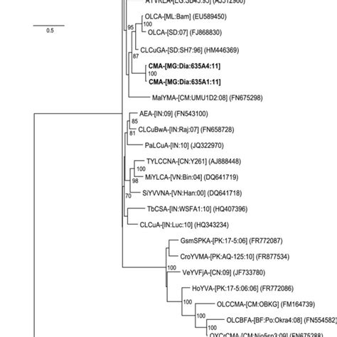 Maximum Likelihood Ml Tree Showing Phylogenetic Relationships Between