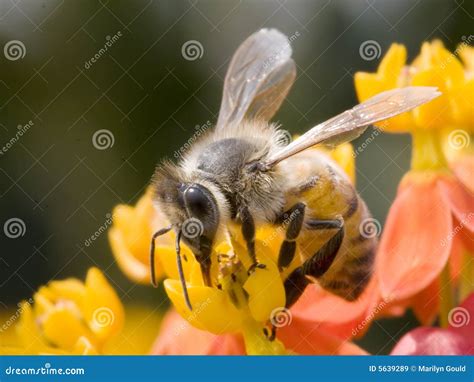 Abeja En La Flor Imagen De Archivo Imagen De Anaranjado