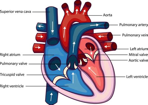 Human Heart Labelled Gcse