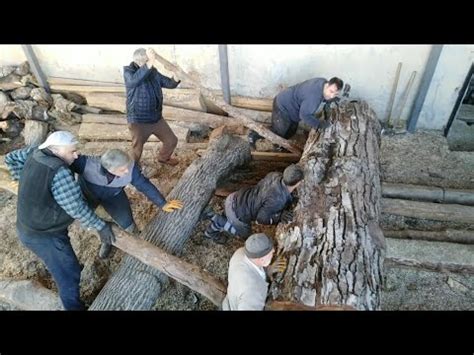 Witnessing A Record Breaking Walnut Log Cutting Youtube