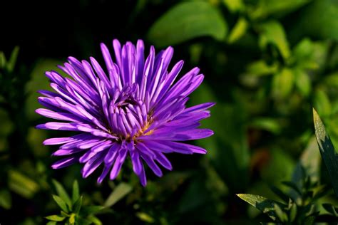 Aster Purple Flower Garden - Free photo on Pixabay