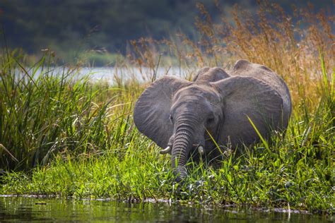 African elephant in the River Nile in Uganda - WildAid