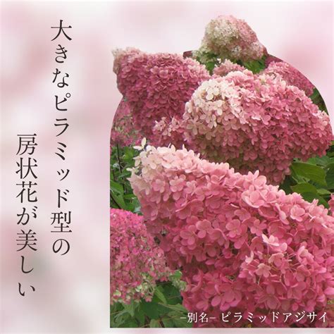 【楽天市場】【ふるさと納税】 片品村 アジサイ ミナヅキ 紫陽花 花 フラワー 園芸：群馬県片品村