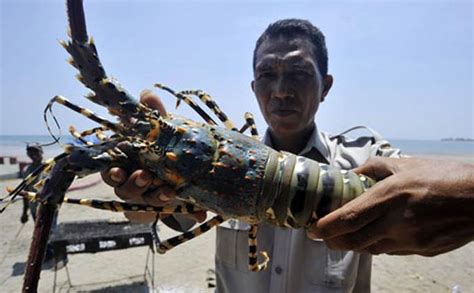 Larang Budidaya Kebijakan Susi Dinilai Justru Berpotensi Bikin Lobster