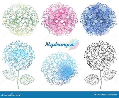 Vector Hand Drawn Set Of Outline Hydrangea Or Hortensia Flower Bunch In