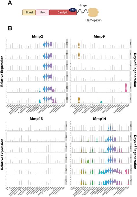 Mmp Protein Domains And Expression During Muscle Regeneration A