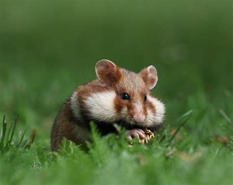 Hamster habitats | Blog | Burgess Pet Care