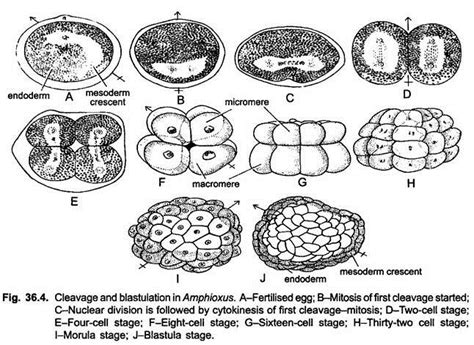 Development of Branchiostoma | Cephalochordata | Chordata | Zoology