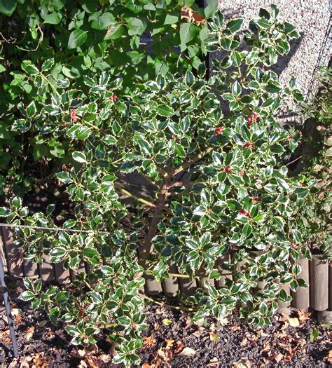 Variegated Holly Variegated Holly With Red Berries Dixon621 Flickr