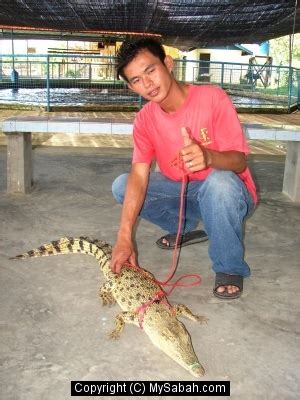 Tuaran Crocodile Farm, Sabah, Malaysia/tuaran-crocodile-dsc03634