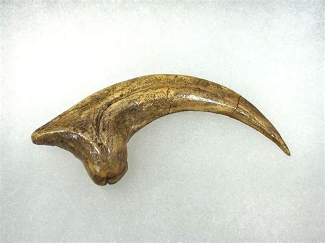 Velociraptor Claw Replica — Hell Creek Fossils