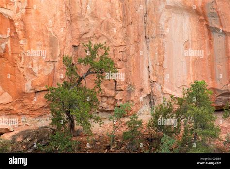 Oak Creek Canyon From Allens Bend Trail Coconino National Forest