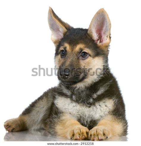 German Shepherd Puppy Lying Down Front Stock Photo Edit Now 2912218