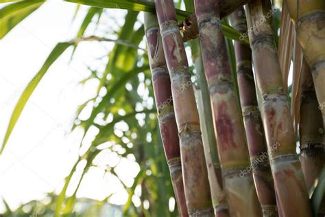 Primer plano de las plantas de caña de azúcar que crecen en el campo