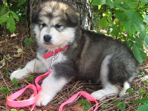 Alaskan Malamute Puppies - Doglers