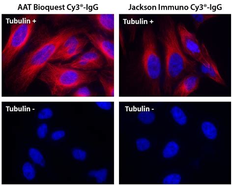 ReadiLink™ Rapid Cy3 Antibody Labeling Kit *Microscale Optimized for ...