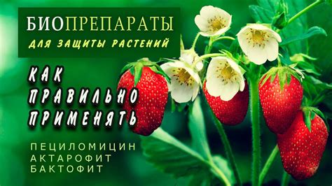 БИОпрепараты для защиты растений от вредителей: Актарофит, Бактофит ...