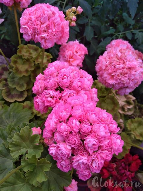Зональные: Australien Pink Rosebud