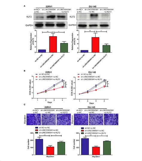 Linc Regulated The Expression Level Of Klf In Pca Cell Lines