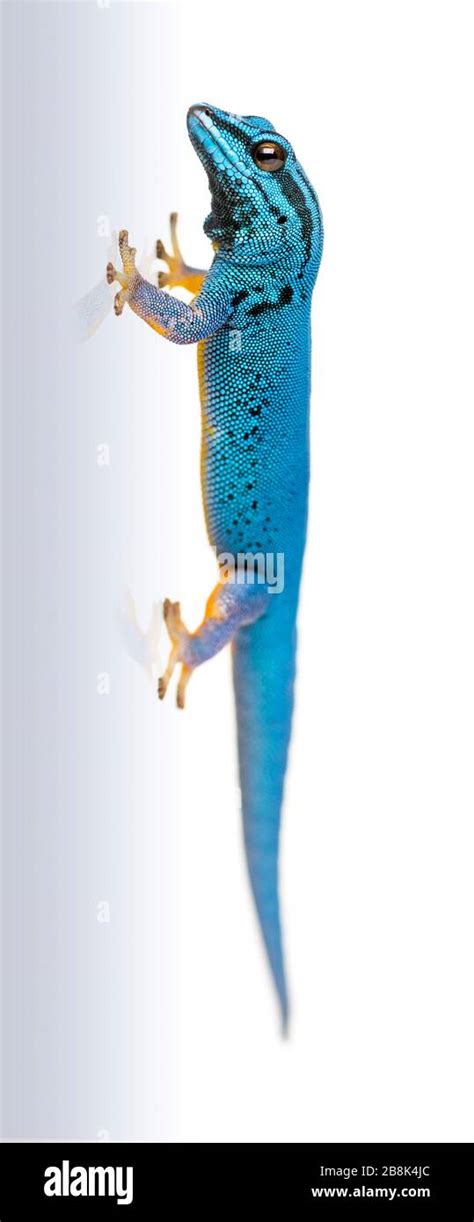 Electric Blue Gecko Lygodactylus Williamsi Isolated Stock Photo Alamy