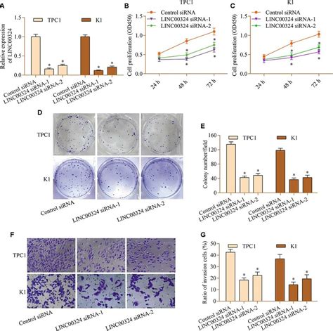 Linc Knockdown Restricts The Proliferation And Invasion Of Ptc