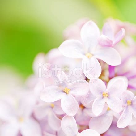 Syringa Flower Stock Photo | Royalty-Free | FreeImages