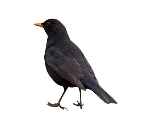 Blackbird Png Images Download For Free Png Pics