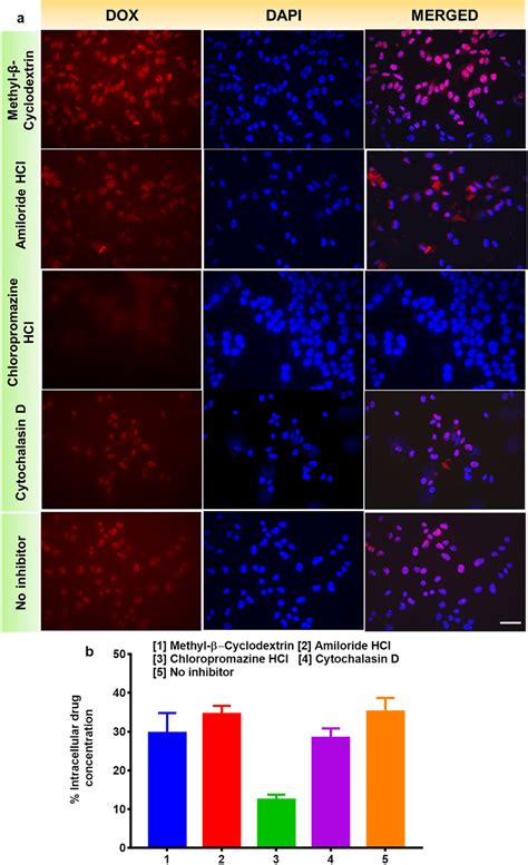 Confluent A549 Cells Were Pre Treated With Endocytotic Inhibitors