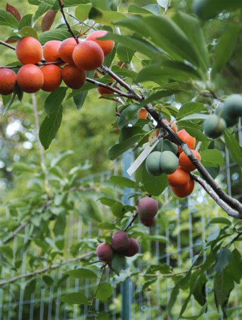 This Stunning Tree Is Growing 40 Different Kinds of Fruits (Seriously!)