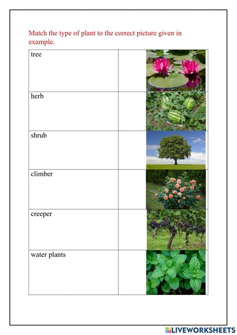 Free types of flowering plants worksheet worksheet for kids – Artofit