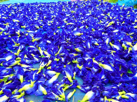 Butterfly Pea Flowers Dried Bulk Wild Hibiscus Flower Company Pty