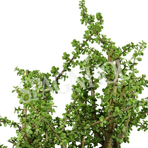 Portulacarea Pt Spagnhol Plantas Ornamentais Loja Virtual