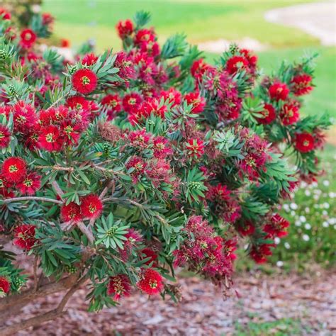 Little John Dwarf Bottlebrush | Plants Express