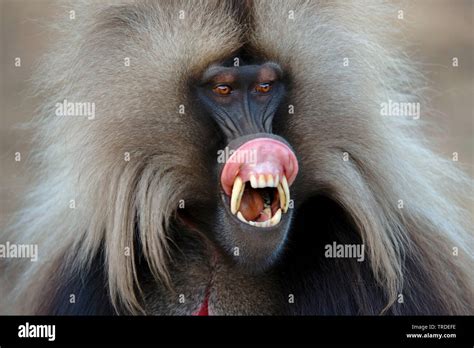 Gelada Baboon Teeth