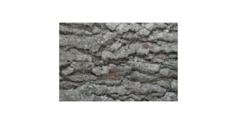 Real Wood Camouflage Oak Tree Bark Camo Fabric