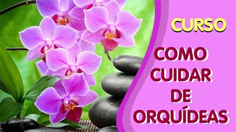 Vanda dicas de cultivo orquídeas Manual Completo Como Cuidar de