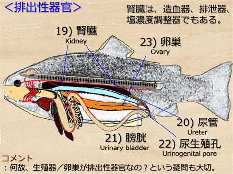 魚類解剖 実験法 生物学習