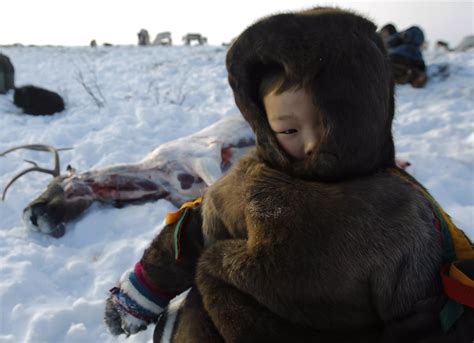 The Nenets Are The Indigenous Tribe Of Russias Far North They Live In