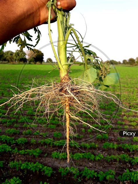 Taproot Plant