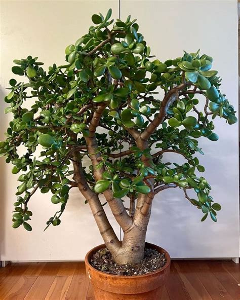 Plantas Cómo engrosar el tronco del árbol de jade para que crezca más