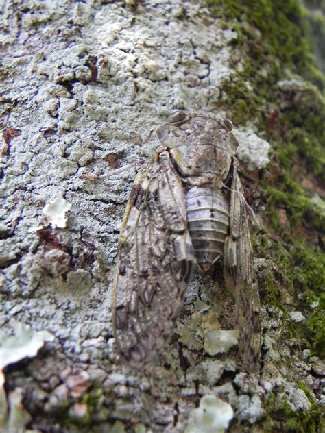 Cicada Japan Insect - Free photo on Pixabay - Pixabay